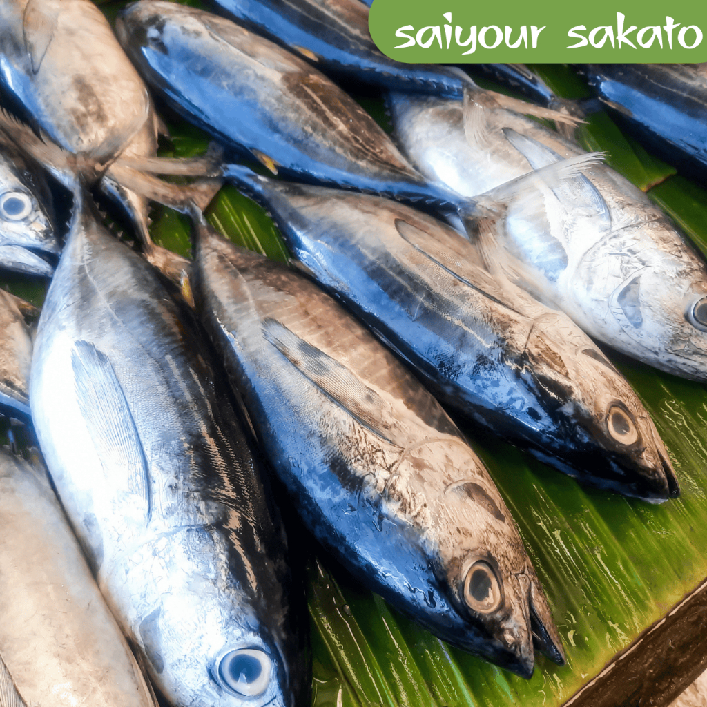 

Ikan Tongkol Segar Potong - Saiyour Sakato