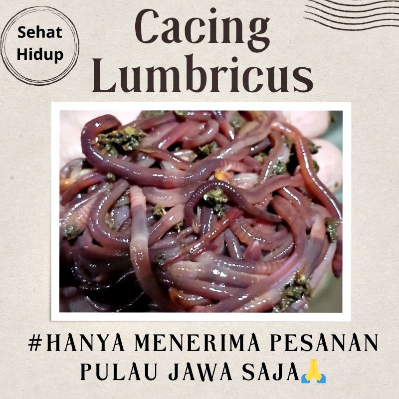 CACING LUMBRICUS CACING TANAH HIDUP