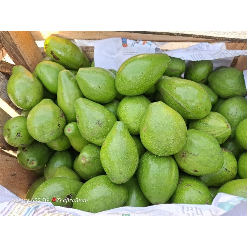 

ALPUKAT MENTEGA KELUD 1KG