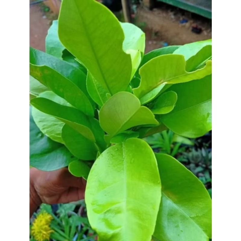 

daun jeruk bali herbal per lembar