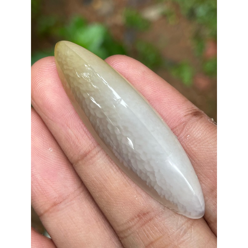 pandan kapas