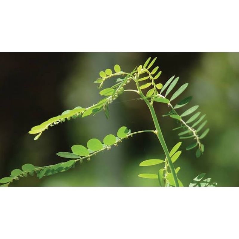

Daun menira segar 500gram herbal termurah