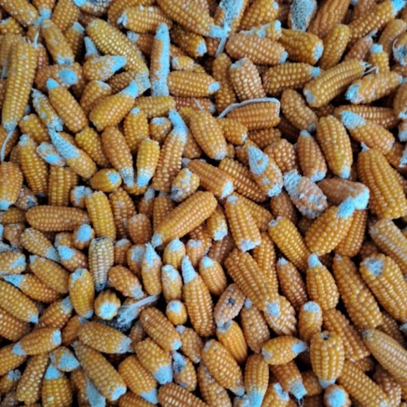 

jagung kering 3kl