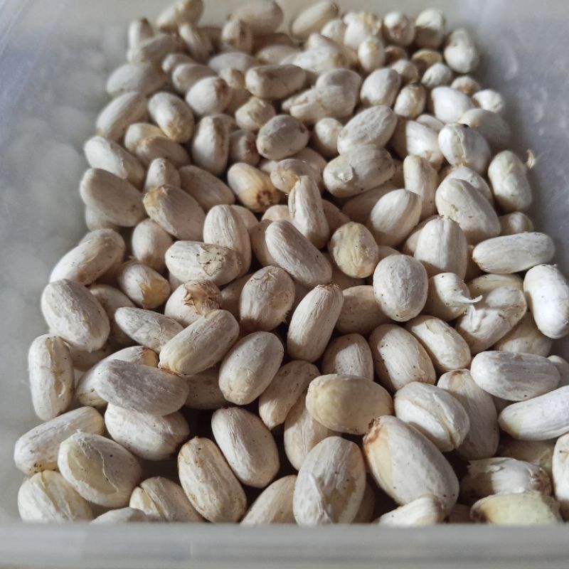 biji jarak kupas umpan bawal