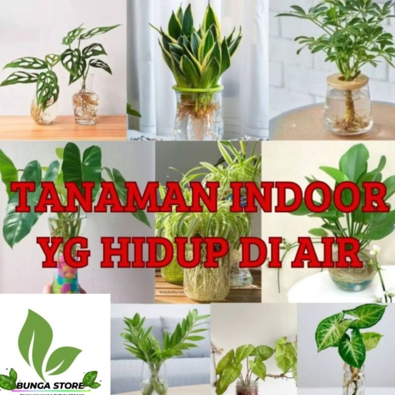 ( BISA COD ) Tanaman Hias Yg Hidup Di Air Tanaman Indoor Tanaman Hidup Dekorasi Rumah Tanaman Air Bu