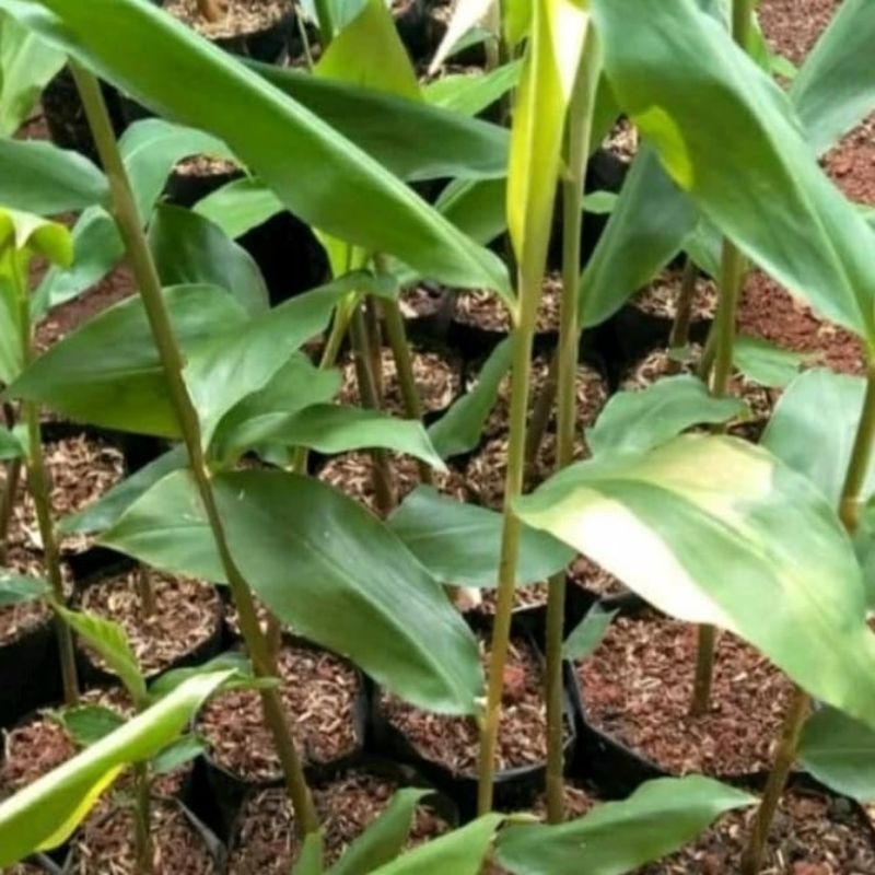 paket 3 bibit lempuyang / tanaman lempuyang / bibit tanaman lempuyang / tanaman herbal lempuyang