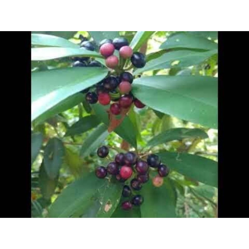 

250 gram daun lampeni segar / daun tanaman lampeni segar / daun tanaman herbal lampeni. tanaman Ardisia elliptica
