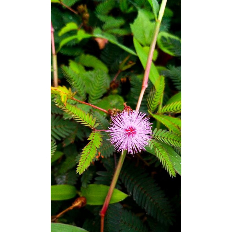

daun putri malu