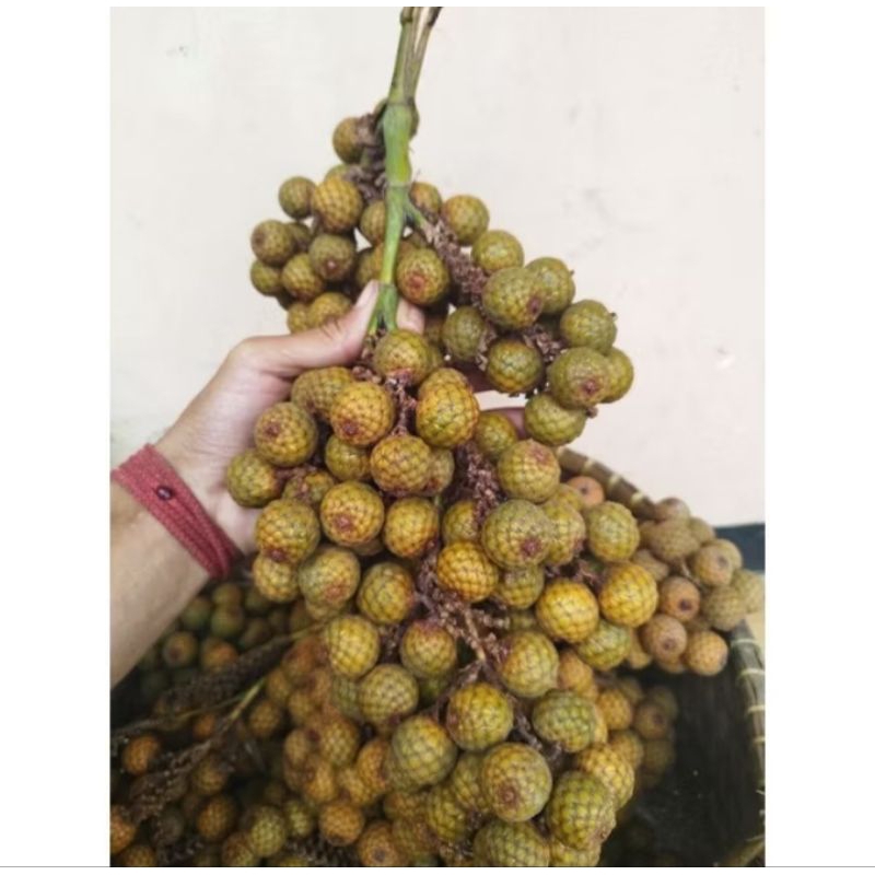 

buah jernang atau buah rotan/buah hoe segar