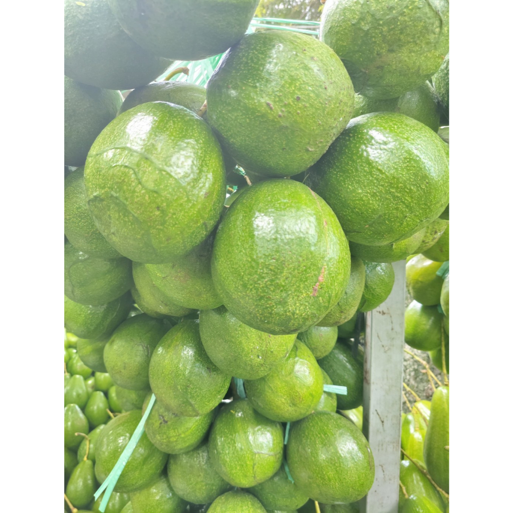 

Alpukat Hawaii - Malang (Per Kg)