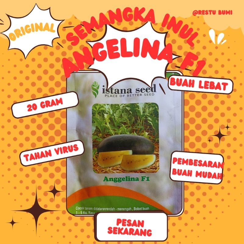 

Semangka Inul Kuning Angelina F-1