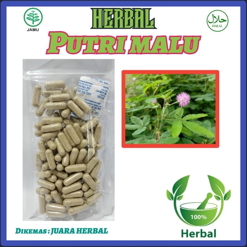 PUTRI MALU ISI 100 KAPSUL Atasi Diabetes