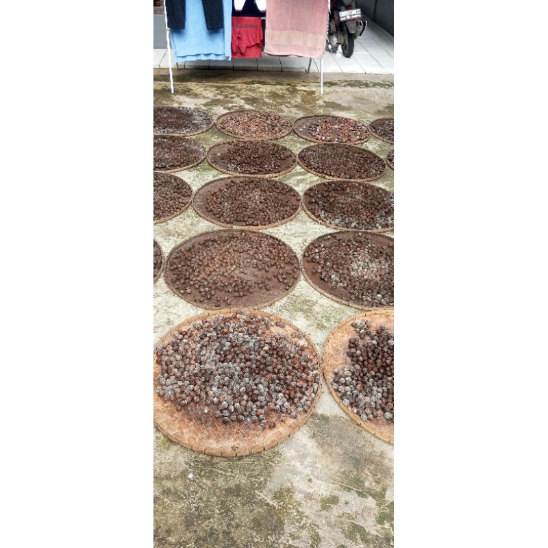 

✨ Biji Pala Kering Premium per biji – Rempah Nusantara Berkualitas! ✨
