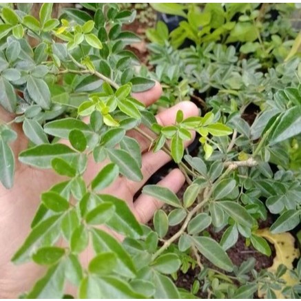 Tanaman Bibit Buah JERUK KINGKIT - Bibit Pohon Jeruk Kingkit