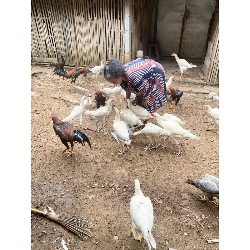 

ayam kampung super