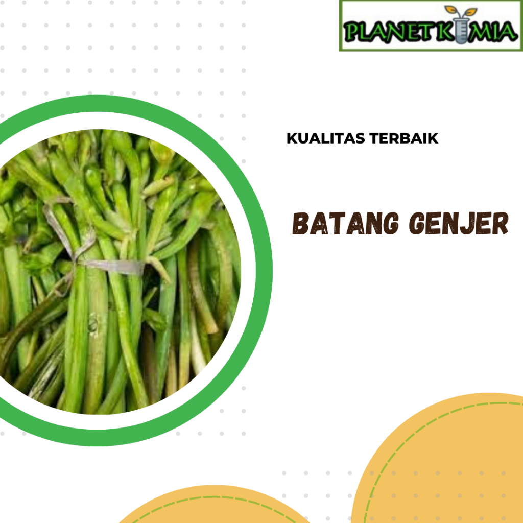 

ekstrak batang genjer best product