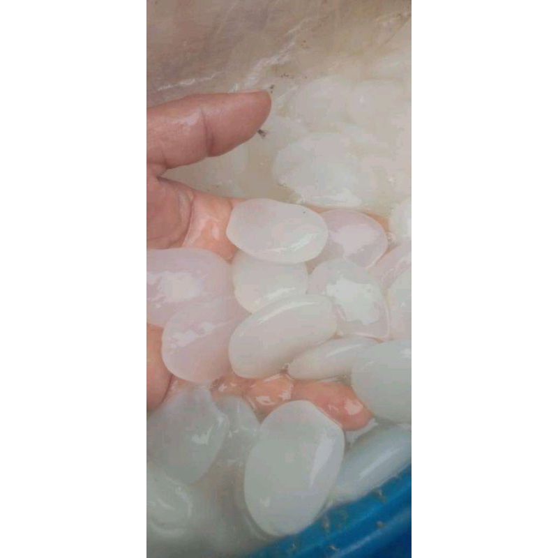 

manisan kolangkaling