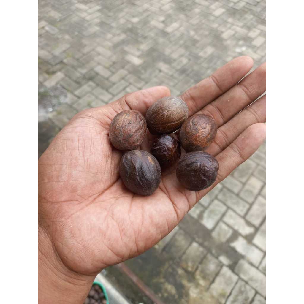 

Biji pala utuh / Nutmeg seeds