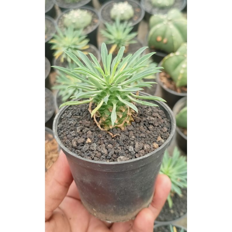 Euphorbia Kirin Mini
