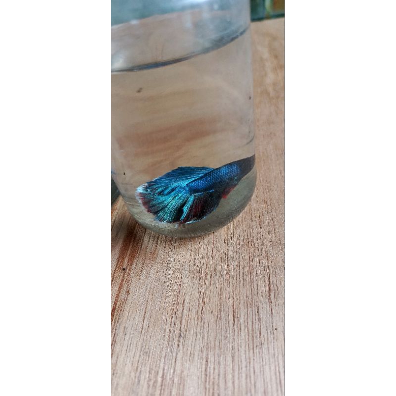 ikan cupang hias halfmoon