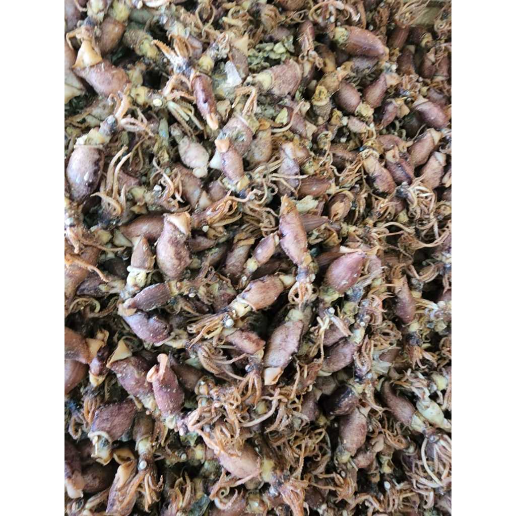 

Baby Cumi Premium | Bebi Cumi | 250gr - 1000gr | Ikan Asin | Premium