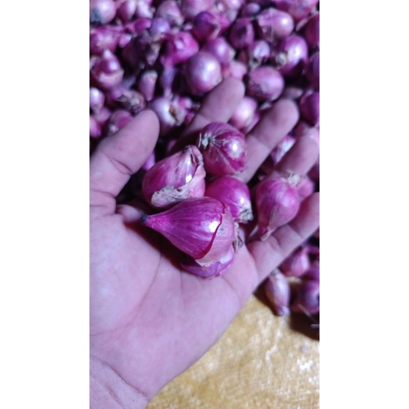 

Bawang merah super