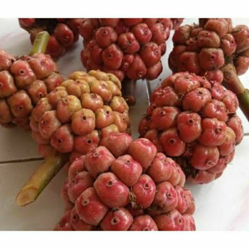 

buah honje/kecombrang segar 500 gr Kantan, Sempol, Kincung, Bungong kala, Bunga rias, Kumbang sekala