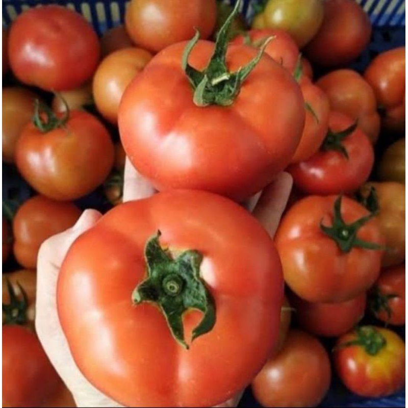 

INSTAN - TOMAT ORGANIK TOMAT BUAH / TOMAT BEEF / TOMAT APEL 500GRAM