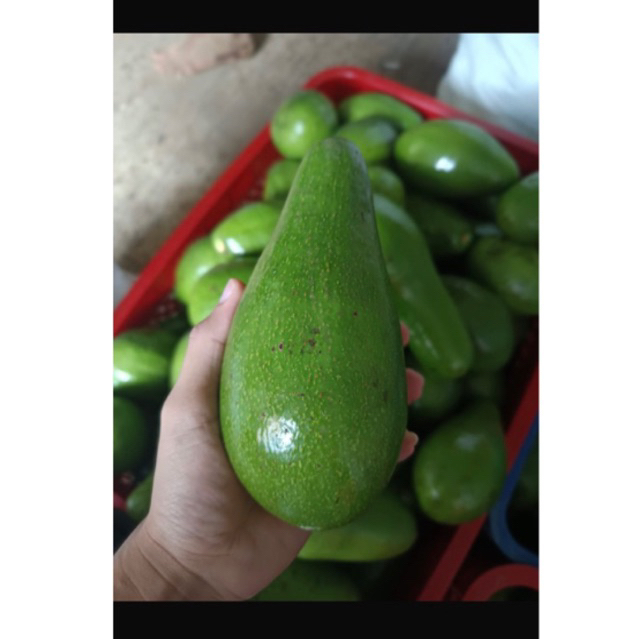 

ALPUKAT MENTEGA MURIA 1 Kg