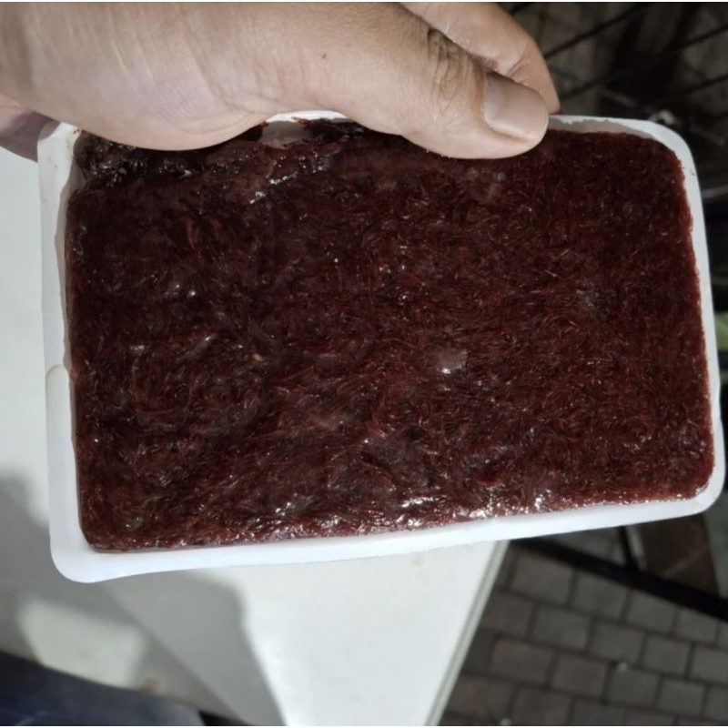 Cacing Beku Blood Worm Tray 1 Kg isi 10 tray @100 gram bersih kering segar