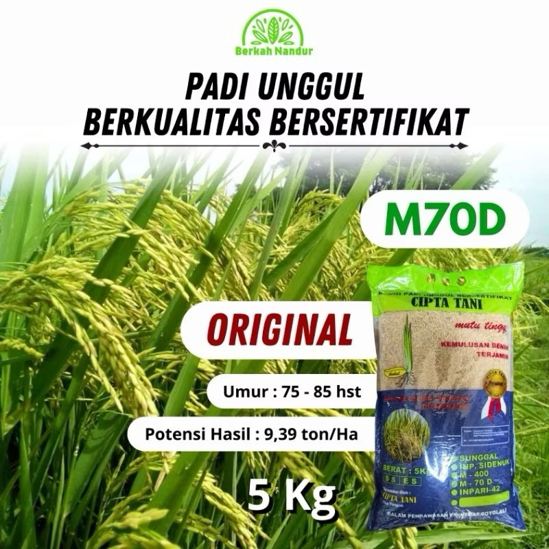 Benih Padi M70D 5kg Padi M 70D Umur Pendek Genjah Padi Unggul