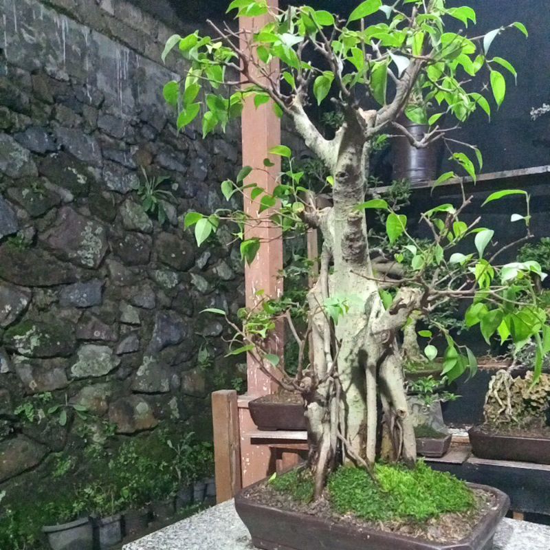 bonsai beringin benjamin/lokal
