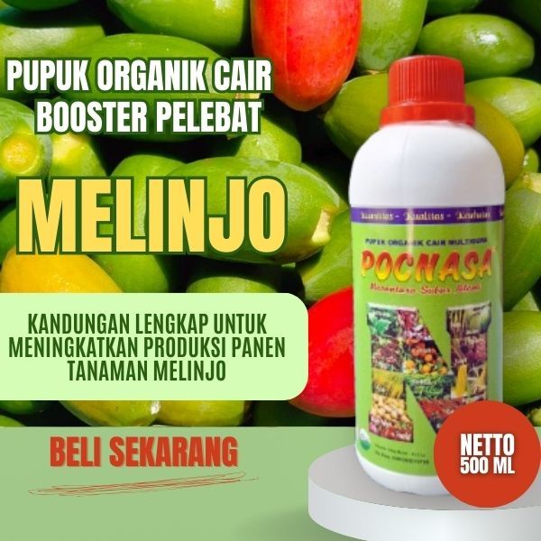 Pupuk Melinjo / Pupuk Melinjo Manis / Pupuk Melinjo Mentah / Pupuk Organik Melinjo /  Pedas Manis