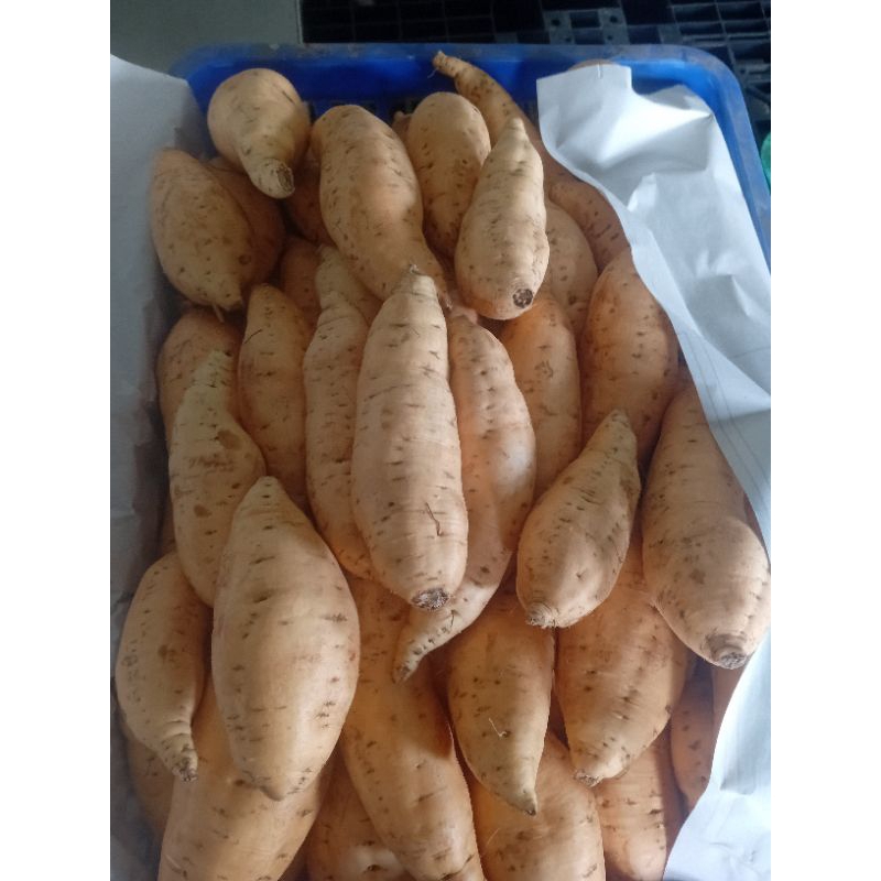 

ubi cilembu grade A , sdh cuci