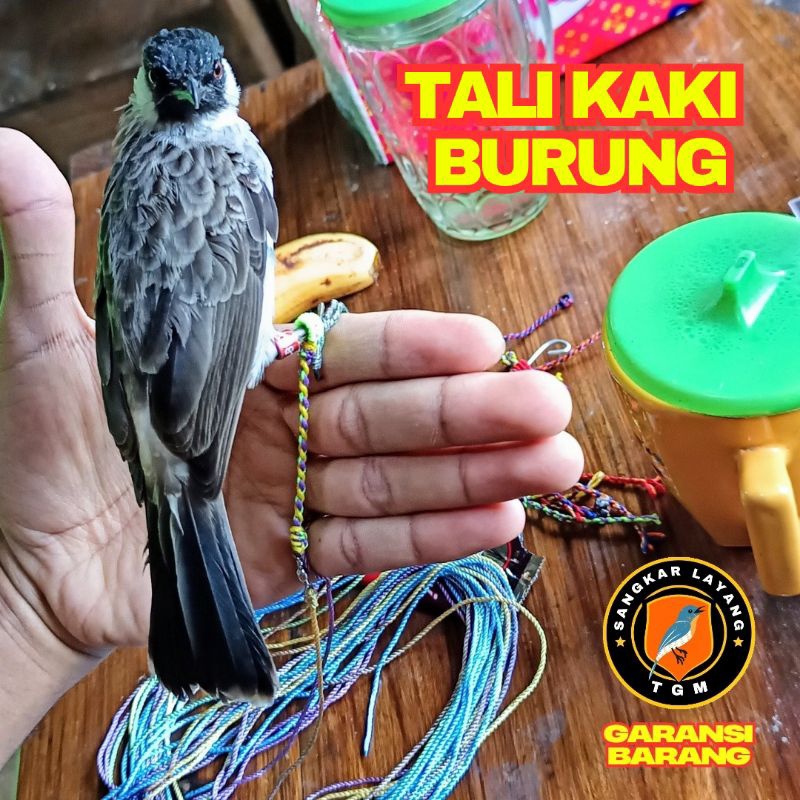 Tali Kaki Burung Kutilang Trucuk Perkutut Anti Melintir Pikat Penjinakan