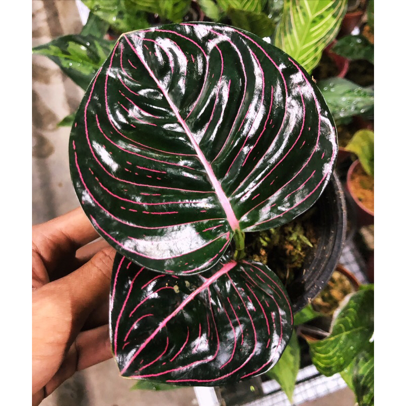 AGLONEMA ROTUNDUM MERAH RIMBUN TERMURAH !