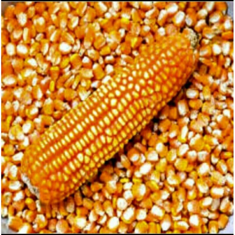 

Jagung Pipil Garing 1 kg pakan Ayam/unggas