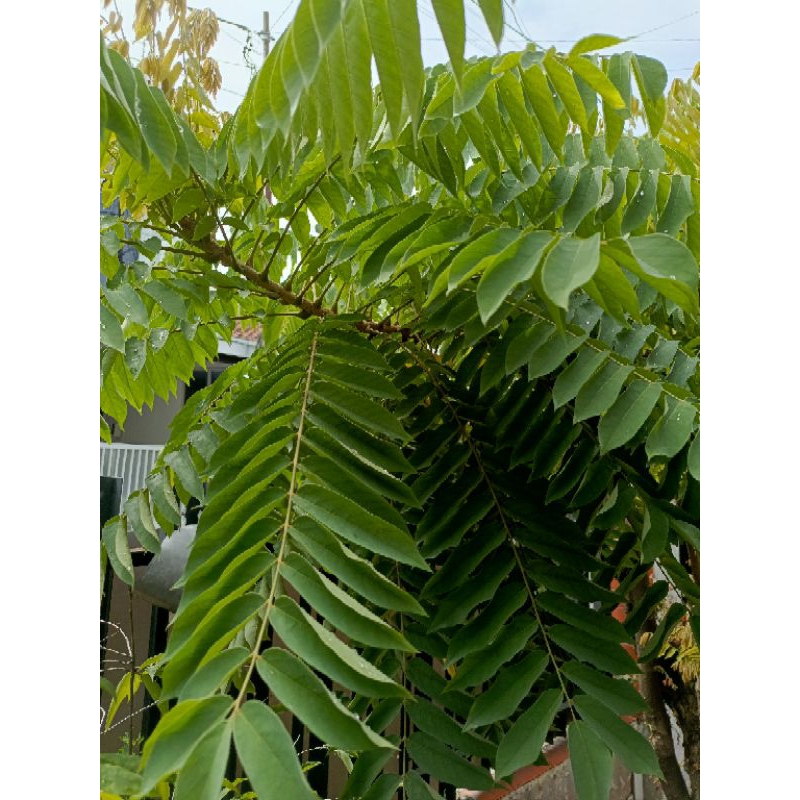 

Daun Blimbing Wuluh Organik 50gr Daun Belimbing Wuluh