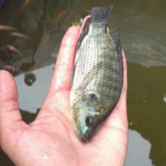 Bibit ikan mujaer 3 jari sehat berkwalitas sudah karantina