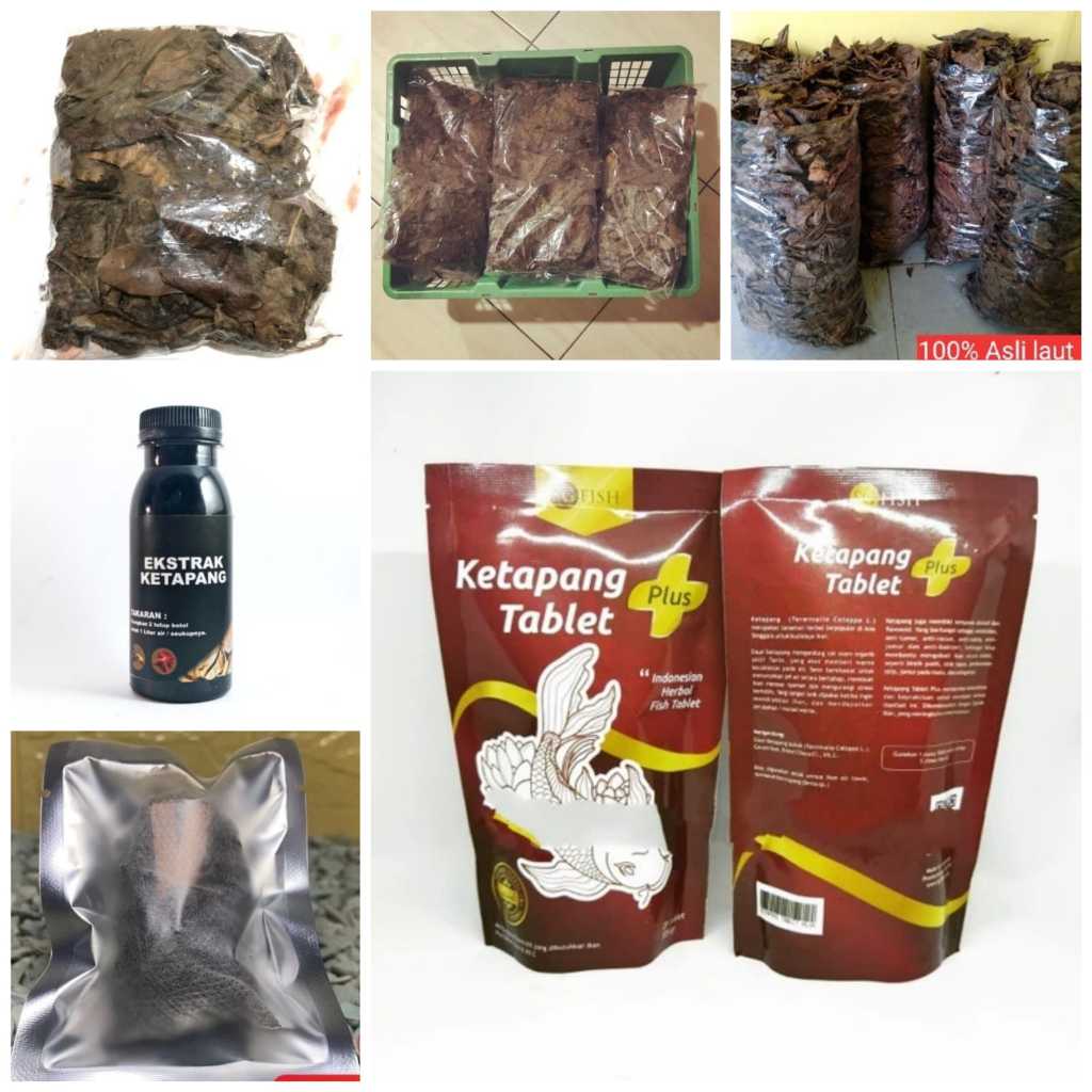 Produk Olahan Daun Ketapang Laut Fermentasi 50gr 100gr 1kg Ekstrak Ketapang Cair Ketapang Celup Keta