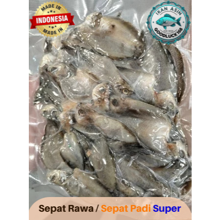 

Ikan asin Sepat Rawa/Sepat Padi Super