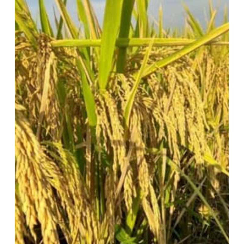 BENIH PADI IR 64 JUMBO KEMASAN 1KG