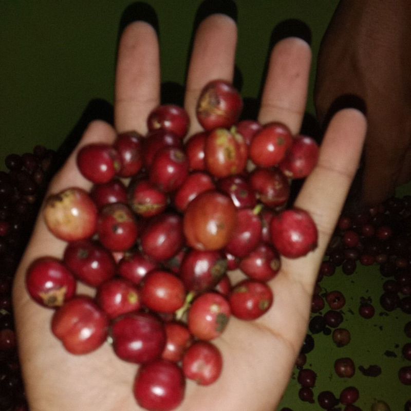 

biji cery segar kopi robusta lokal 1000 biji