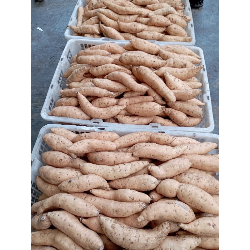 

Ubi cilembu mini mentah 5kg