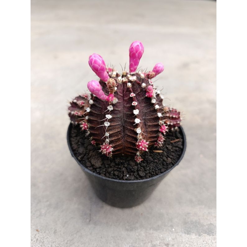kaktus gymnocalycium siklam KAKTUS SUKULENT TANAMAN HIAS