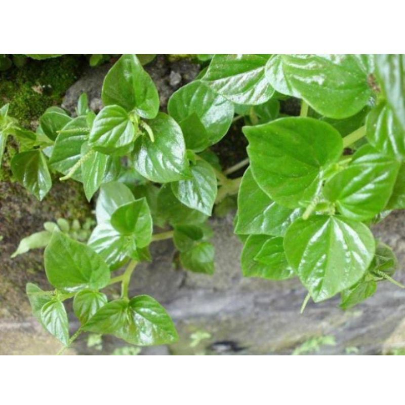 

DAUN SIRIH CINA OBAT ASAM URAT