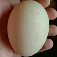 Telor mentok jumbo fertil