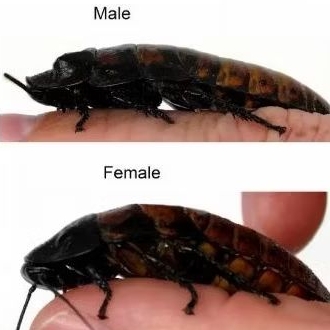 OBRAL kecoa Madagaskar sepasang