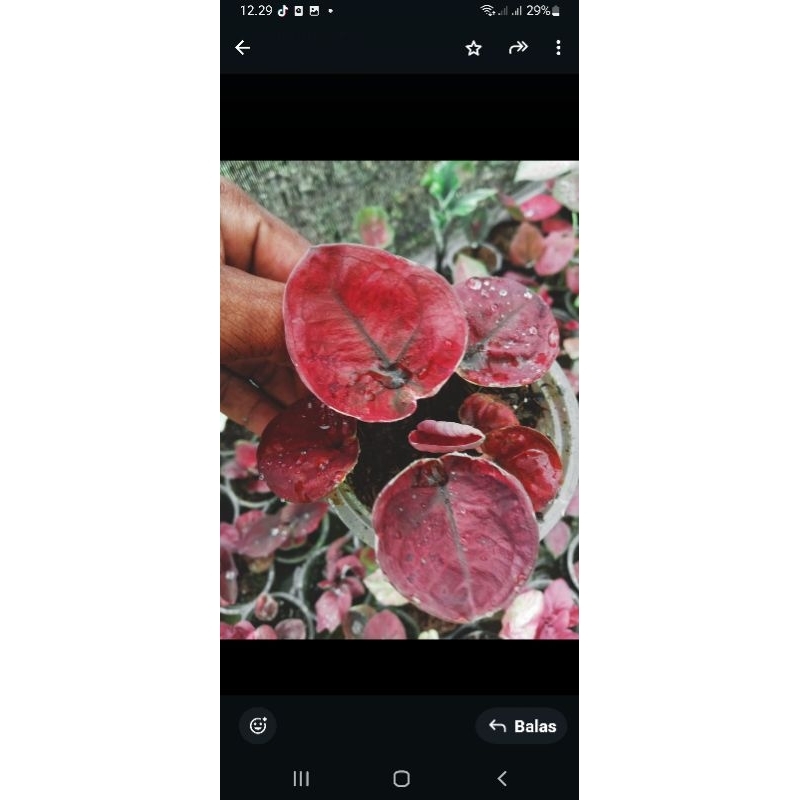 Tanaman Caladium Thailand Seris daun tebal remaja