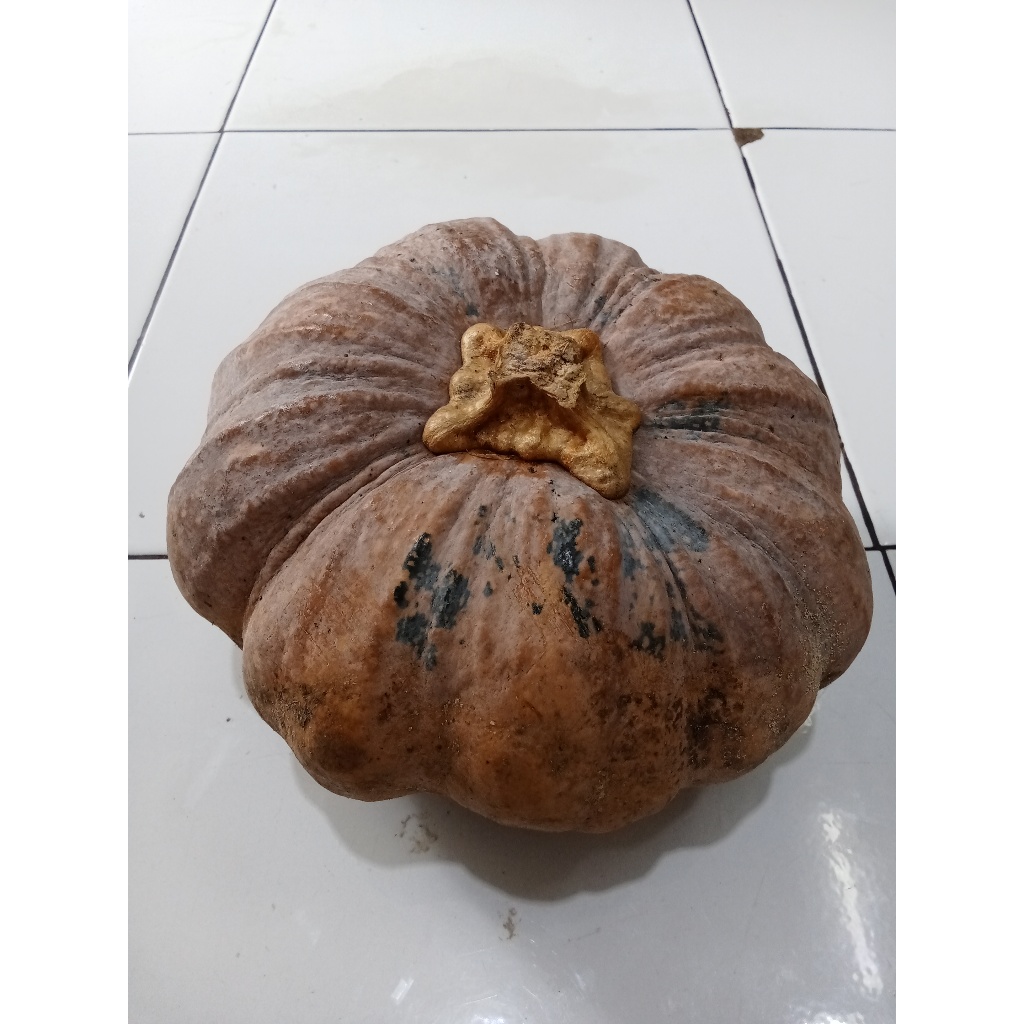 

Labu kuning Asli dari Karo Per kg